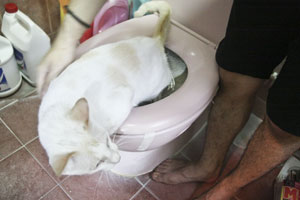 Cat using toilet