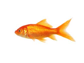 Comet Goldfish