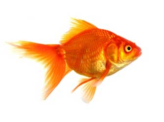 Common Goldfish