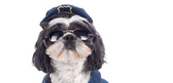 Doggy Law Enforcer