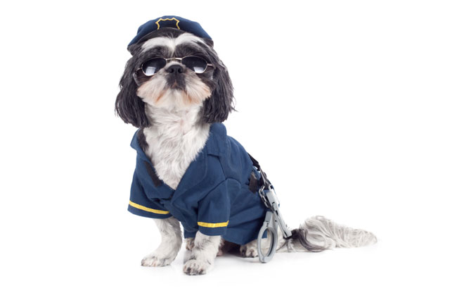 Law Enforcer Pup