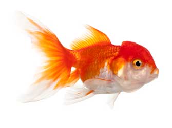 Lionhead Goldfish