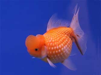 Pearlscale Goldfish