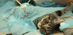Sterilizing your pet
