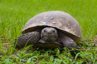 Tortoise