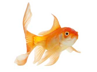 Veiltail Goldfish